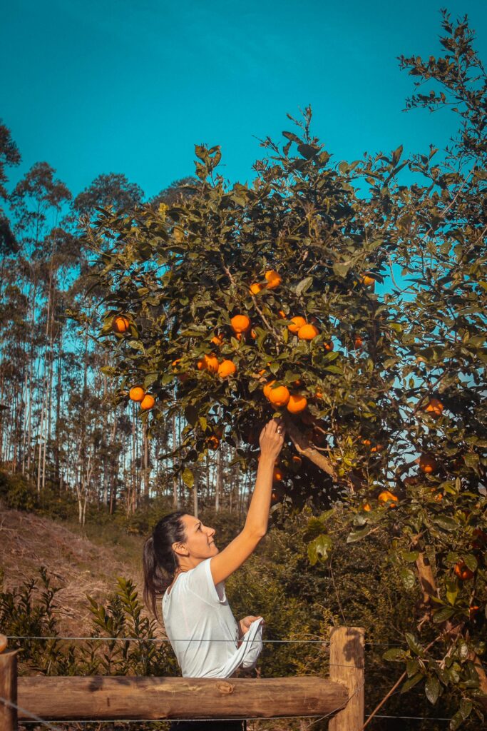 A woman reaching to pick oranges from a tree on a sunny day, surrounded by nature.