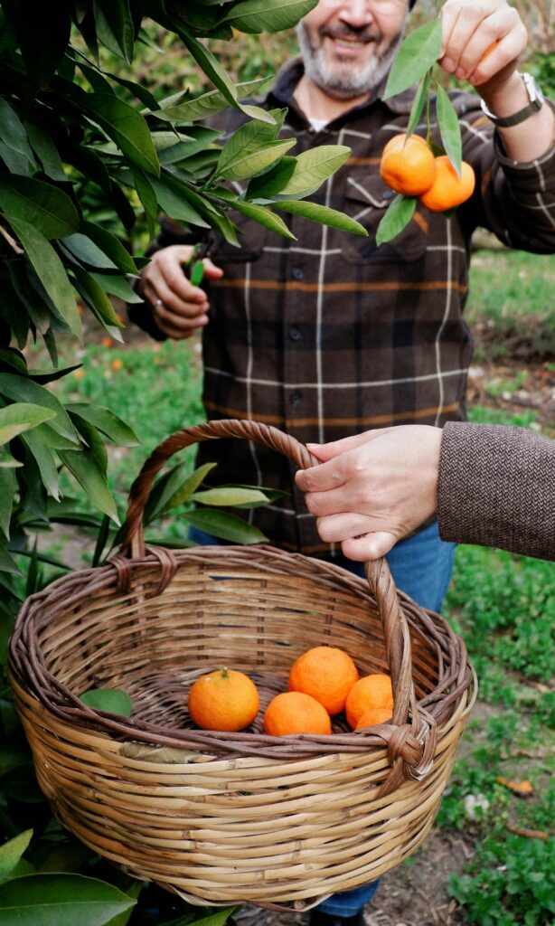 Man picking fresh oranges into a basket in a sunny orchard.