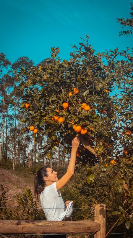 A woman reaching to pick oranges from a tree on a sunny day, surrounded by nature.