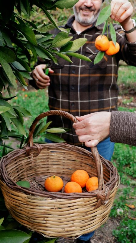 Man picking fresh oranges into a basket in a sunny orchard.